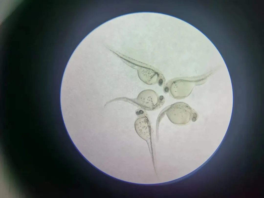 yL23411永利集团官网登录