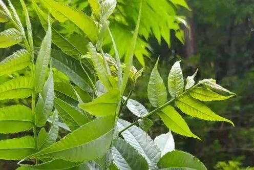 yL23411永利集团官网登录