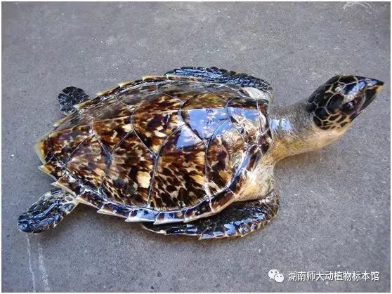 yL23411永利集团官网登录